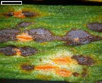 Puccinia porri image