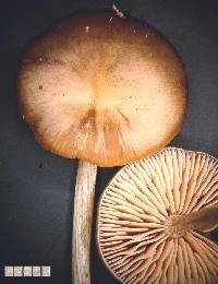 Entoloma sericeum image