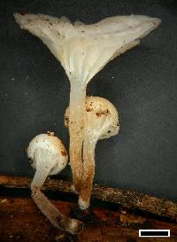 Hemimycena candida image