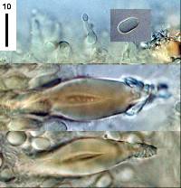 Hohenbuehelia nothofaginea image