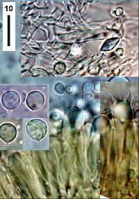 Cheimonophyllum candidissimum image