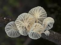 Marasmiellus candidus image