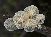 Hemimycena candida image