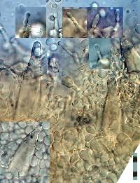 Hohenbuehelia bonii image