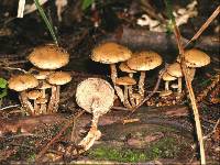 Pholiota subflammans image