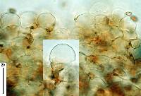 Psathyrella echinata image