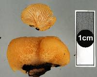 Crepidotus praecipuus image