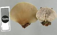 Conchomyces bursiformis image
