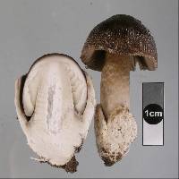 Amanita pekeoides image