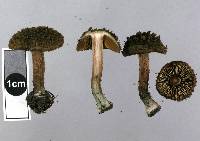 Inocybe calamistratoides image