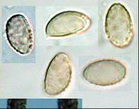 Crepidotus gilvidus image