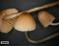 Mycena austrofilopes image