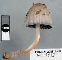 Coprinopsis mitrispora image