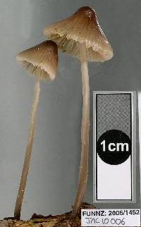 Mycena austrofilopes image