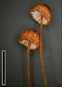 Crinipellis procera image