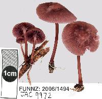 Mycena podocarpi image