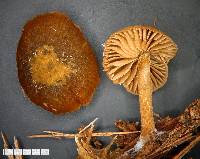 Simocybe phlebophora image