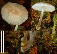 Mycena carmeliana image