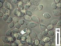 Hygrocybe cerinolutea image