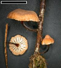 Marasmius gelatinosipes image