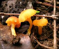 Hygrocybe cerinolutea image