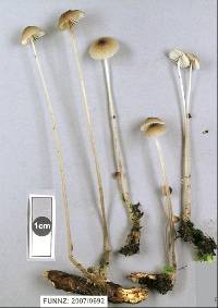 Mycena cystidiosa image