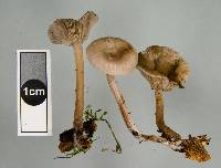 Clitocybe brunneoceracea image