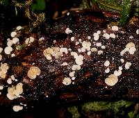 Crepidotus gilvidus image