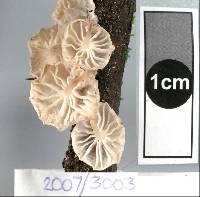 Hemimycena candida image