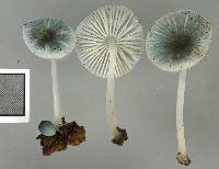 Mycena interrupta image