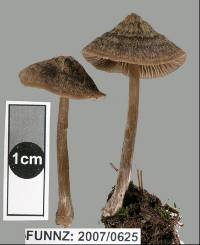 Entoloma translucidum image