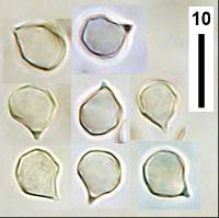 Entoloma crinitum image