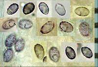 Melanoleuca exscissa var. exscissa image