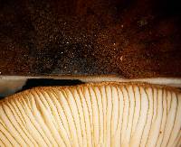 Pluteus similis image