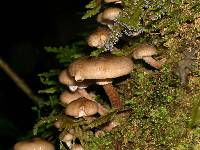 Armillaria novae-zelandiae image