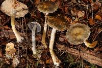 Cortinarius tessiae image