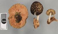 Pluteus readiarum image