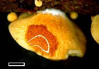 Simocybe rhabarbarina image