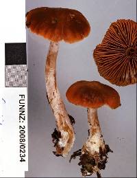 Cortinarius viscincisus image