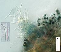 Mycosphaerella rubi image