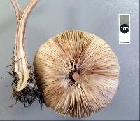 Macrolepiota clelandii image