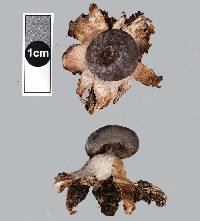 Geastrum tenuipes image