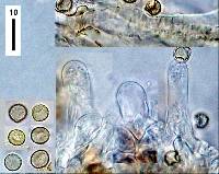 Crepidotus rufofloccosus image