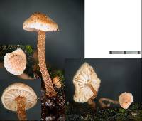 Marasmius palmivorus image