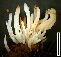 Clavulina subrugosa var. tenuis image