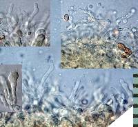Crepidotus gilvidus image