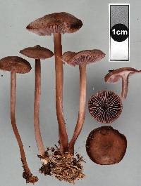 Mycena fuscovinacea image