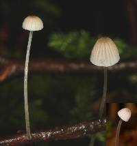 Mycena subdebilis image