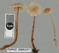 Collybiopsis rimutaka image