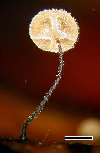 Marasmius rhopalostylidis image